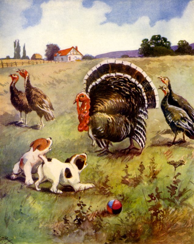 Turkeys in Trouble by English School