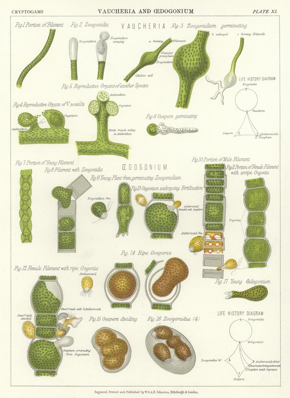 Vaucheria and Oedogonium by English School