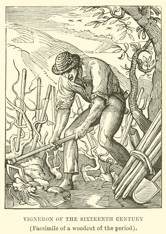Vigneron of the Sixteenth Century by English School