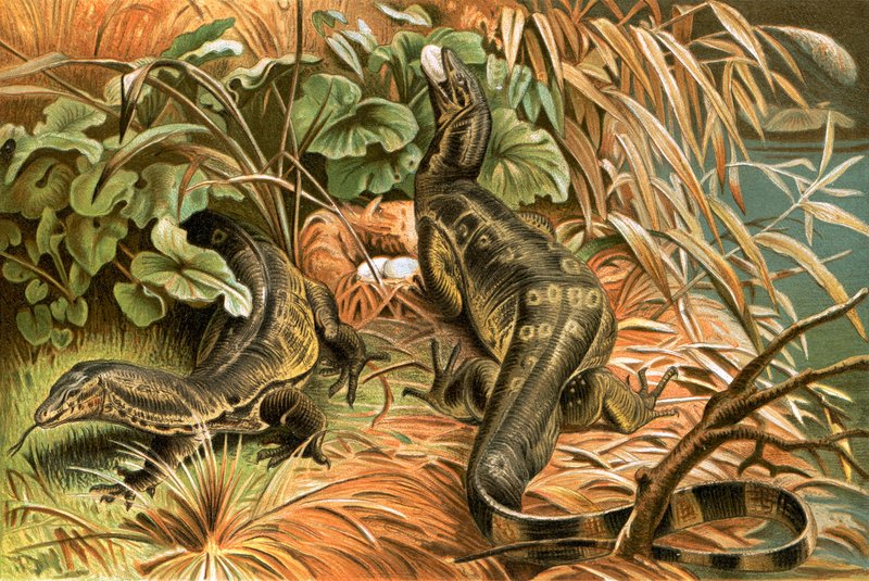 Water monitors robbing a nest by English School