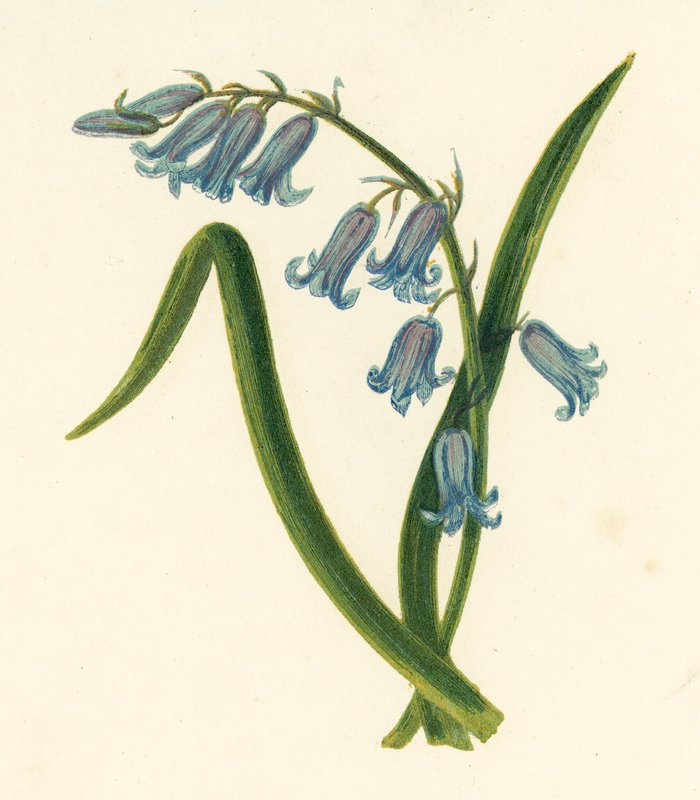 Wild Hyacinth, Hyacinthus Non-Scriptus by English School