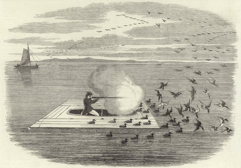 Wild Duck Shooting on the Potomac by English School