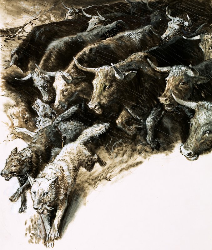 Wolves caught up in a stampede by English School