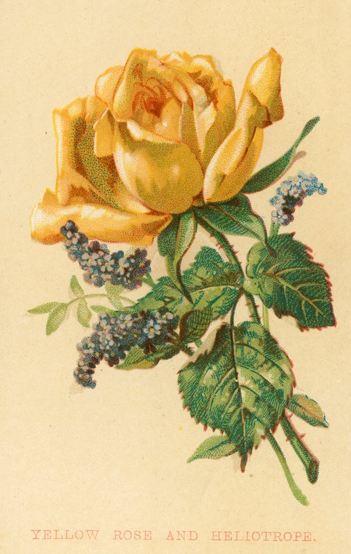 Yellow Rose and Heliotrope by English School