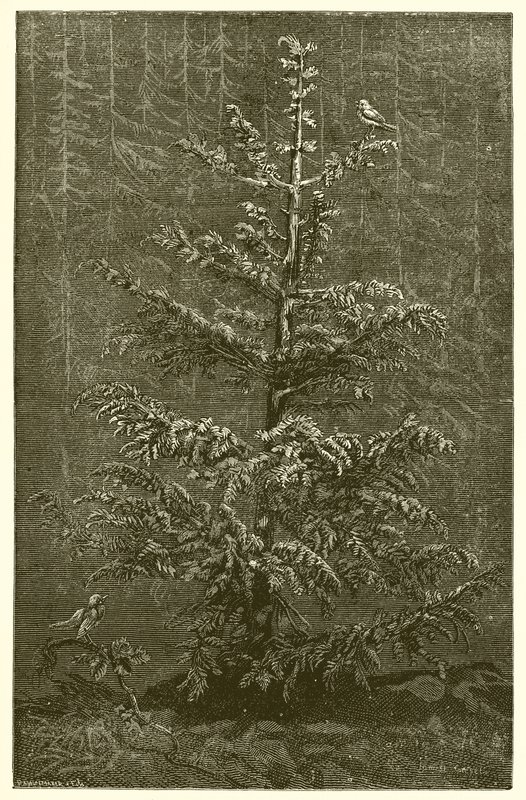 The Fir-Tree and the Bramble by Ernest Henry Griset