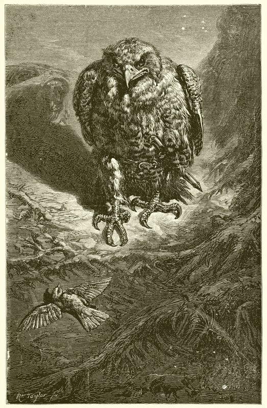 The Hawk and the Nightingale by Ernest Henry Griset
