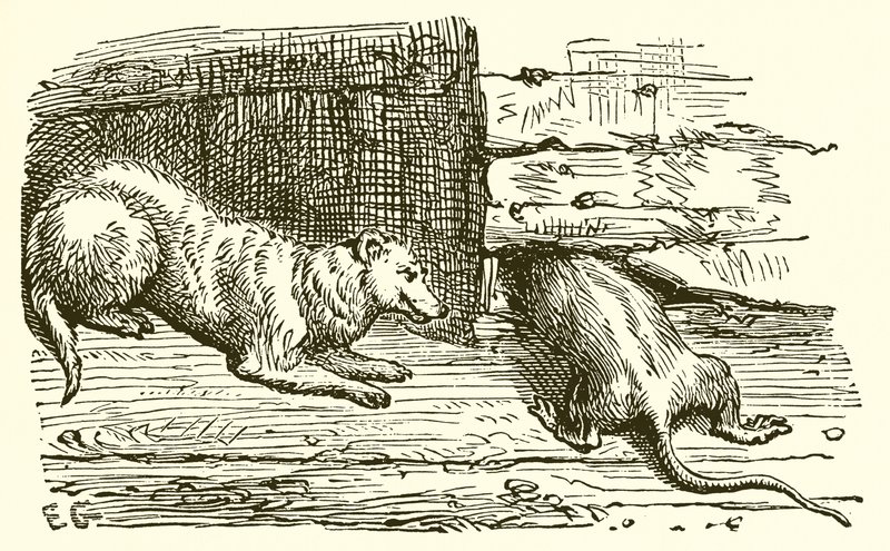 The Mouse and the Weasel by Ernest Henry Griset
