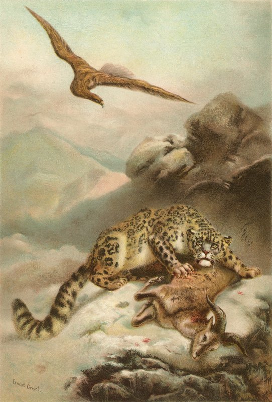 The Snow Leopard and the Eagle by Ernest Henry Griset
