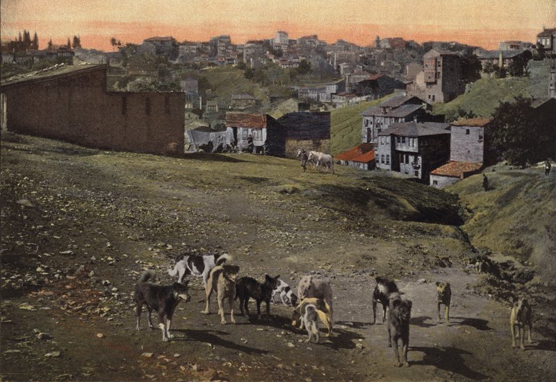 Dogs in Constantinople by European Photographer