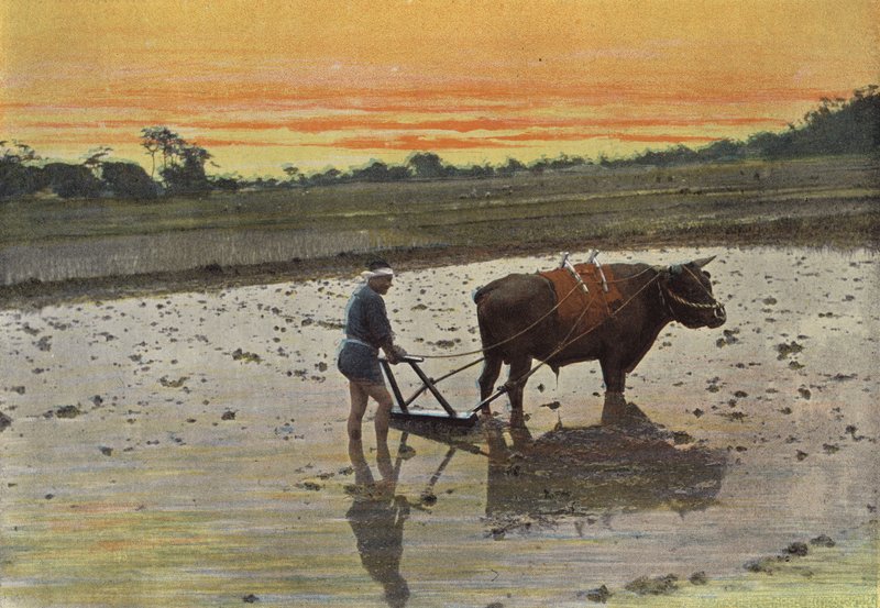 Preparation of a Rice Field in Japan by European Photographer