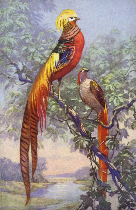 Tropical or Exotic Bird in a Natural Setting by European School