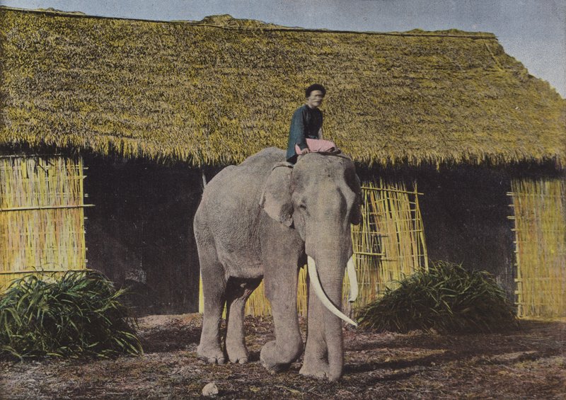 Elephant at Work by European Photographer