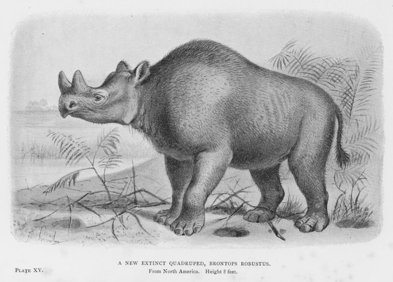 A New Extinct Quadruped, Brontops Robustus by European School