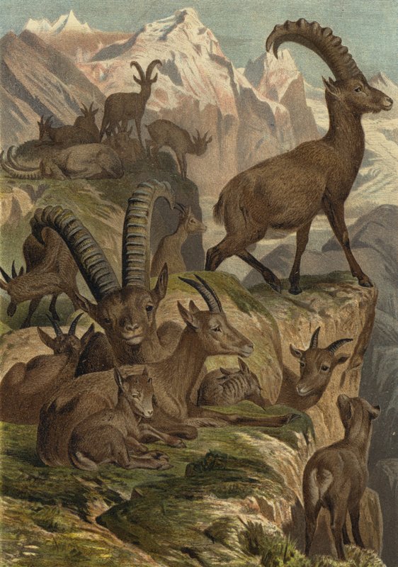 Alpine Ibex by European School