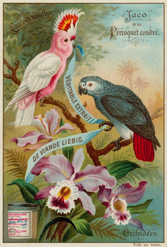 Galah, Grey Parrot and Orchids by European School
