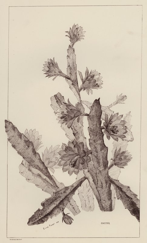 Cactus by European School