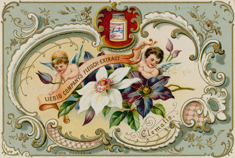 Clematis by European School