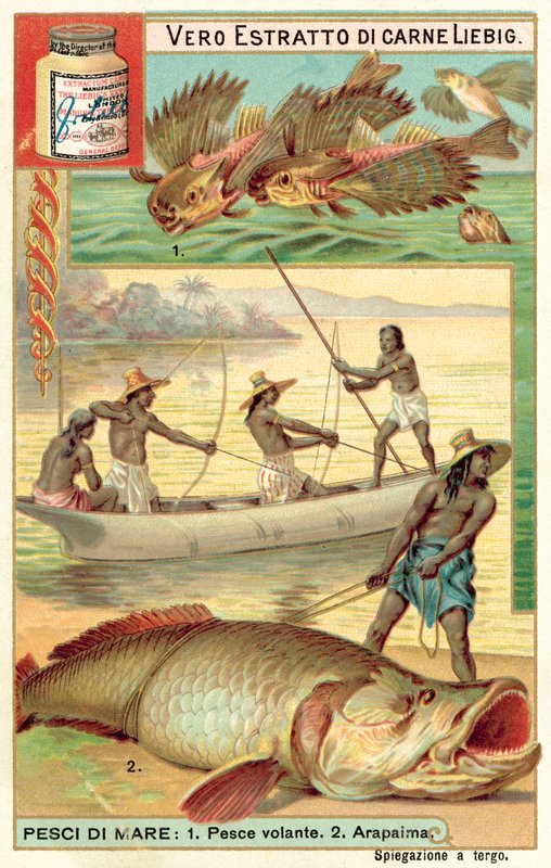 Flying Fish and Arapaima by European School