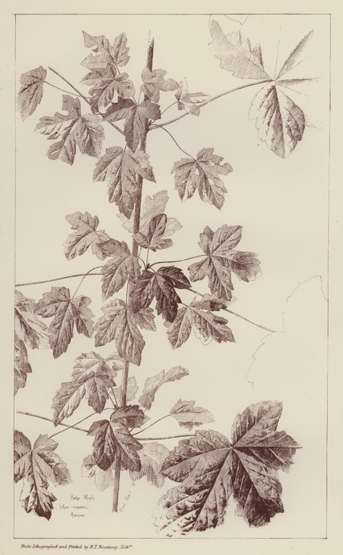 Hedge Maple by European School