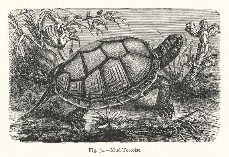 Mud Tortoise by European School