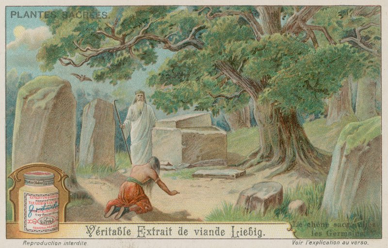 Oak Tree Sacred to the Ancient Germans by European School