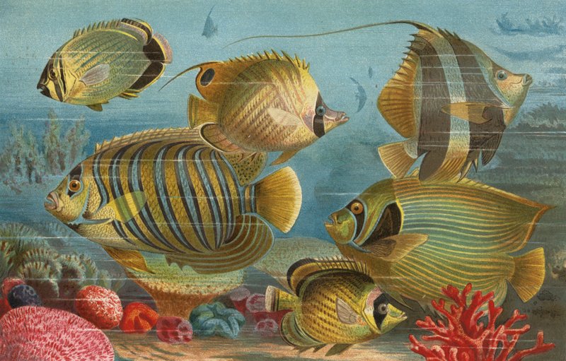 Coelacanth by European School