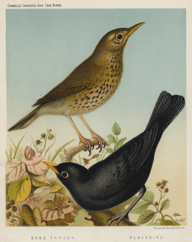 Song Thrush, Blackbird by European School