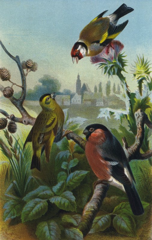 Goldfinch, Siskin and Bullfinch by European School