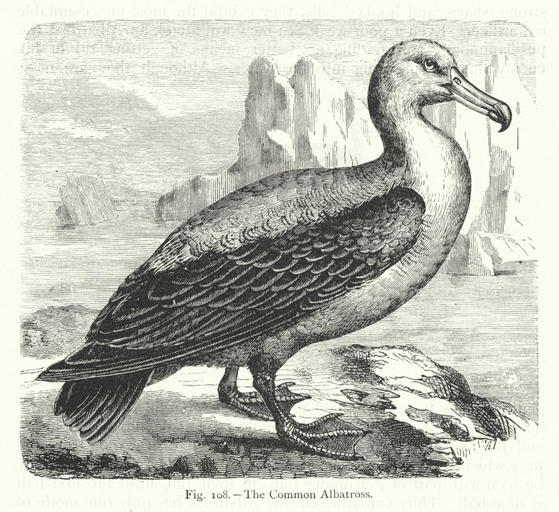 The Common Albatross by European School