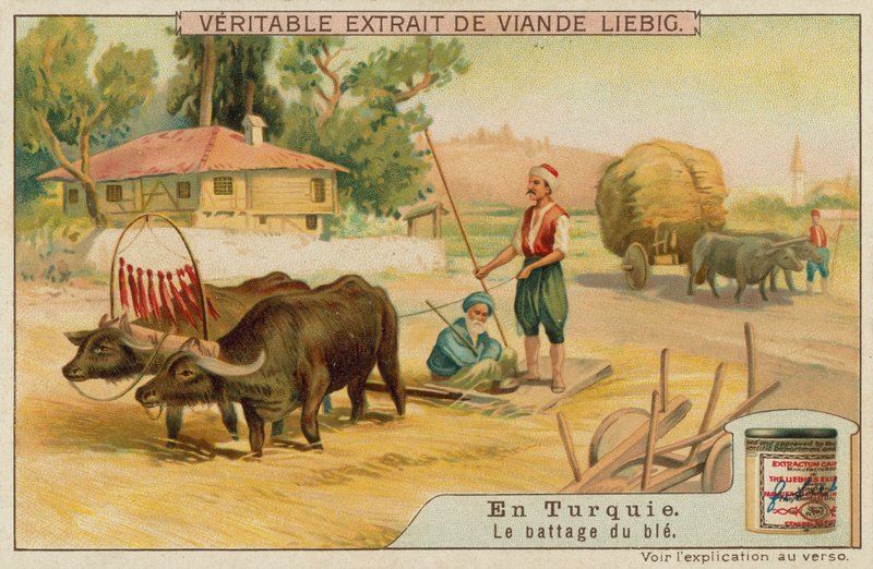 Threshing the wheat in Turkey by European School