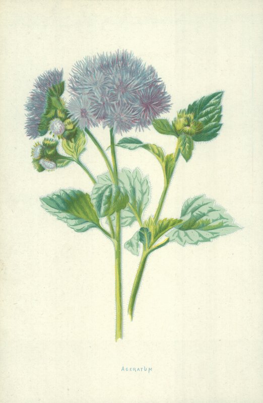 Ageratum by Frederick Edward Hulme