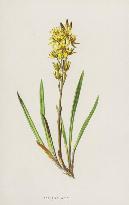 Bog Asphodel by Frederick Edward Hulme