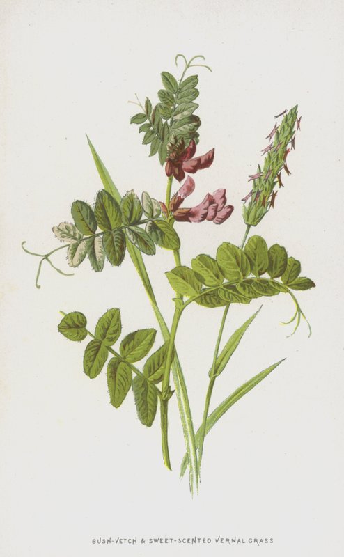 Bush-Vetch and Sweet-Scented Vernal Grass by Frederick Edward Hulme