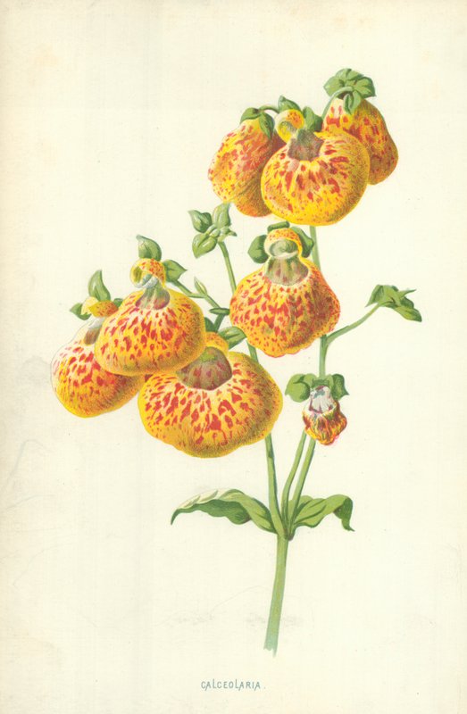 Calceolaria by Frederick Edward Hulme