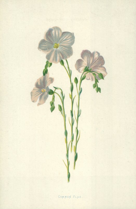 Common Flax by Frederick Edward Hulme