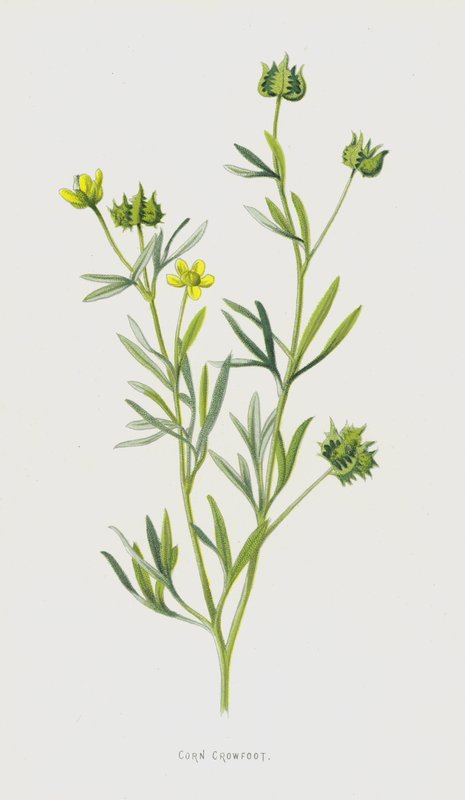 Corn Crowfoot by Frederick Edward Hulme