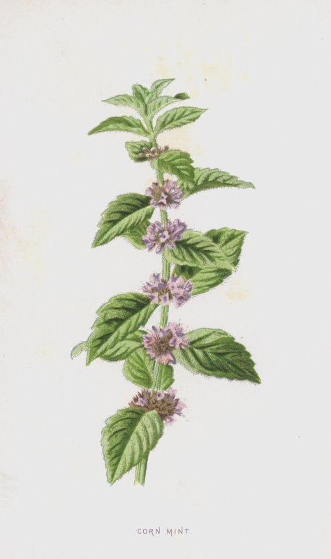 Corn Mint by Frederick Edward Hulme