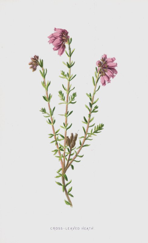 Cross-Leaved Heath by Frederick Edward Hulme