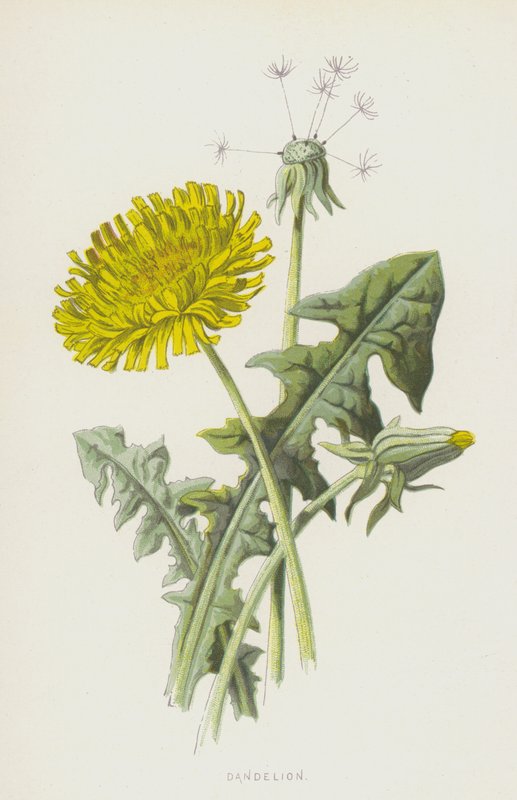 Dandelion by Frederick Edward Hulme