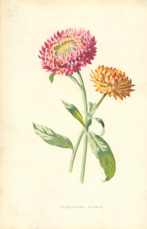 Everlasting Flower by Frederick Edward Hulme