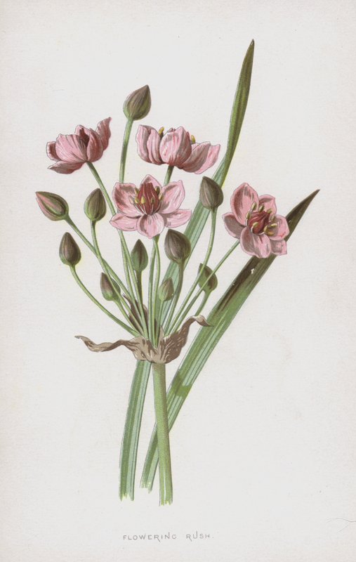 Flowering Rush by Frederick Edward Hulme