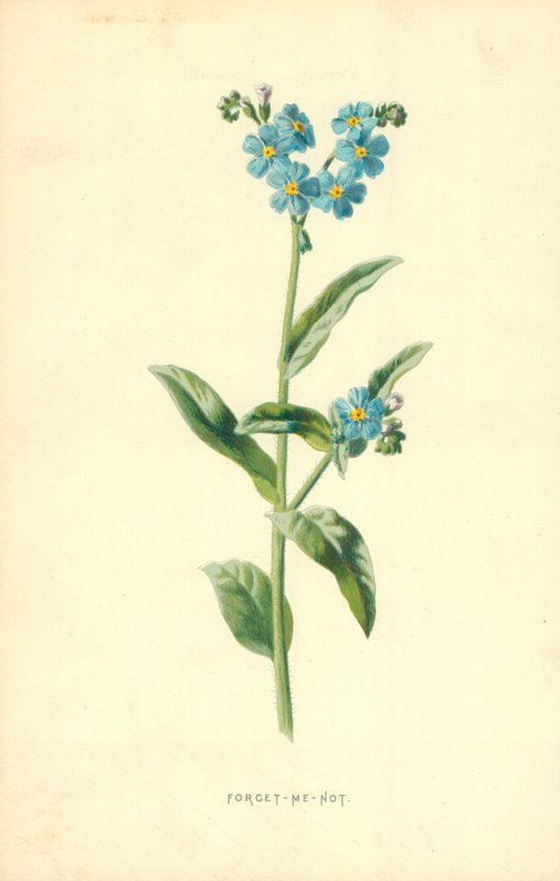 Forget-Me-Not by Frederick Edward Hulme