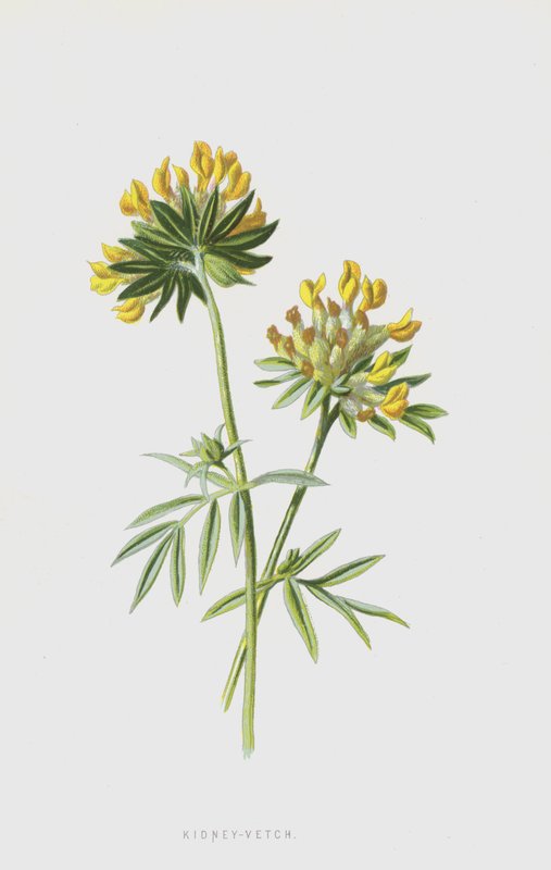Kidney-Vetch by Frederick Edward Hulme