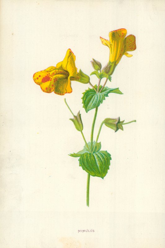 Mimulus by Frederick Edward Hulme