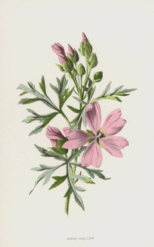 Musk-Mallow by Frederick Edward Hulme