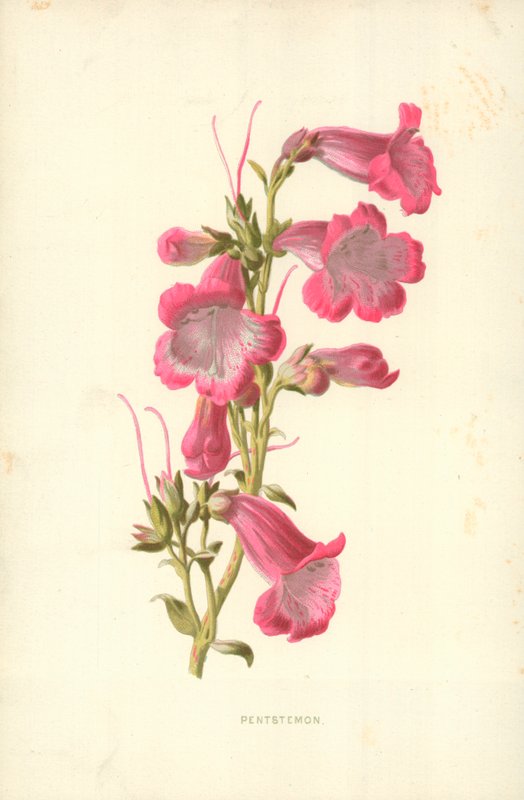 Pentstemon by Frederick Edward Hulme