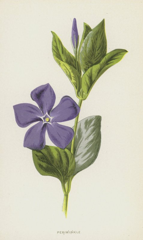 Periwinkle by Frederick Edward Hulme