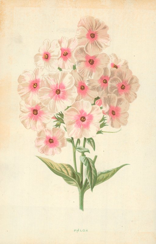 Phlox by Frederick Edward Hulme