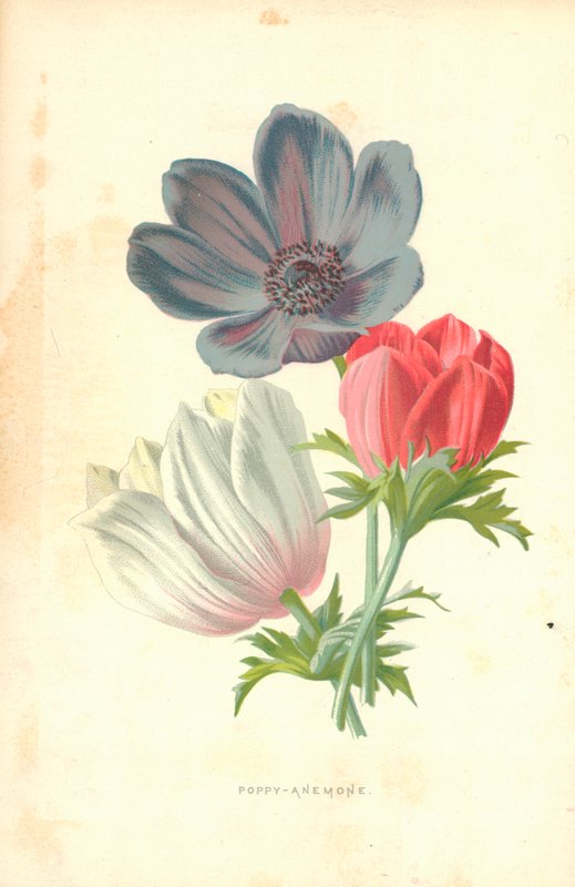 Poppy-Anemone by Frederick Edward Hulme