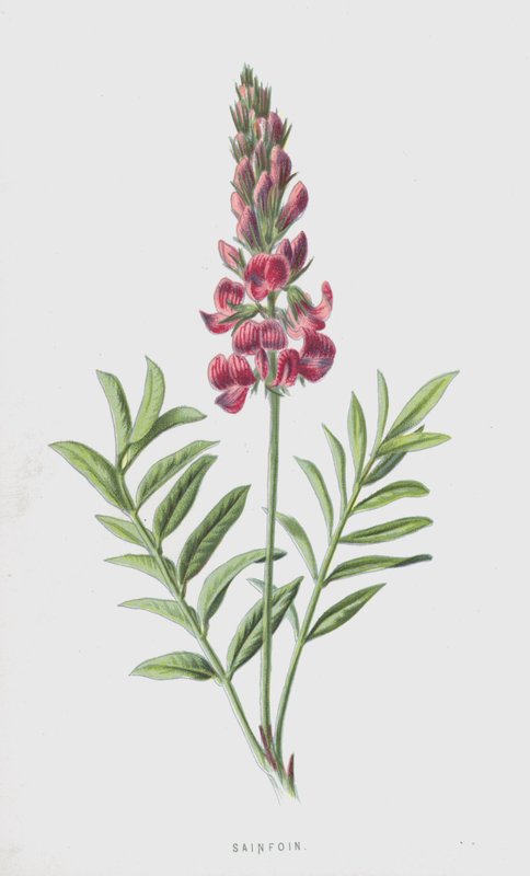 Sainfoin by Frederick Edward Hulme